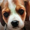 Rappy the Beagle - @rappy.the.beagle - TikTok