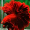 betta_louisfish - @betta_louisfish - TikTok