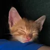 Kevinthecat - @kevintheorangecatto - TikTok