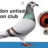 London United pigeon - @sidrafaizal - TikTok