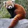 redpandaGIRL562 robyn  - @robyn_mccabe - TikTok