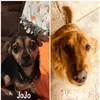 jojo & redford - @jojo.redford - TikTok